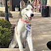 Thumbnail photo of Sasha *Foster Needed* #2