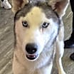 Thumbnail photo of Sasha *Foster Needed* #3
