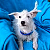 Thumbnail photo of Mokshi #1