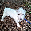 Thumbnail photo of Mokshi #3