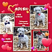 Thumbnail photo of Mokshi #4