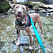 Thumbnail photo of Theo III (in foster) #1