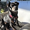 Thumbnail photo of Sonny #2