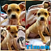 Thumbnail photo of Timon #1