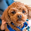 Thumbnail photo of Copper #1