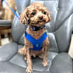 Thumbnail photo of Copper #2