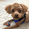 Thumbnail photo of Copper #3
