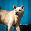 Thumbnail photo of Yangpa #2
