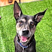 Thumbnail photo of Tinka JuM* #1