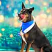 Thumbnail photo of Tinka JuM* #4