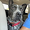 Thumbnail photo of Bullett #3