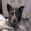 Thumbnail photo of Bullett #4