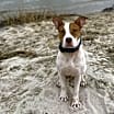 Thumbnail photo of Josie (Dog of the Month) #4