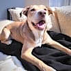Thumbnail photo of Delilah #3