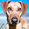 Thumbnail photo of Dipper #1