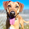 Thumbnail photo of Dipper #2