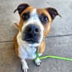 Thumbnail photo of Zuko #1