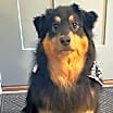 Thumbnail photo of Huckleberry #1