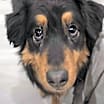 Thumbnail photo of Huckleberry #2