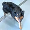 Thumbnail photo of Huckleberry #3
