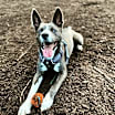 Thumbnail photo of Mukgoo #3
