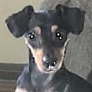 Thumbnail photo of Cupcake #1