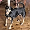 Thumbnail photo of Cupcake #2