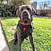 Thumbnail photo of *** Gunther #1
