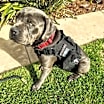 Thumbnail photo of *** Gunther #2