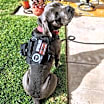 Thumbnail photo of *** Gunther #3