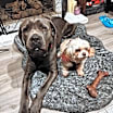 Thumbnail photo of *** Gunther #4