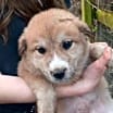 Thumbnail photo of ZCL Pyrenees pups #2