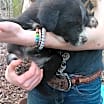 Thumbnail photo of ZCL Pyrenees pups #3