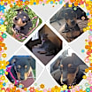 Thumbnail photo of Cupcake #4