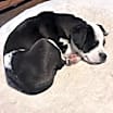 Thumbnail photo of Millie #2