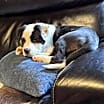 Thumbnail photo of Millie #1