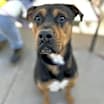 Thumbnail photo of Bruno #1