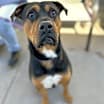 Thumbnail photo of Bruno #2