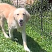 Thumbnail photo of Cutter (Baseball Litter '25) #1