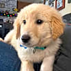 Thumbnail photo of Cutter (Baseball Litter '25) #3