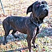 Thumbnail photo of Candy #3