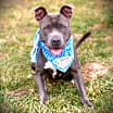 Thumbnail photo of Opal #2