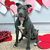 Thumbnail photo of Rosy #1