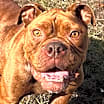 Thumbnail photo of Hazel #1