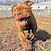 Thumbnail photo of Hazel #2