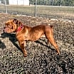 Thumbnail photo of Hazel #3