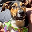 Thumbnail photo of Juno #1