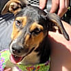Thumbnail photo of Juno #2