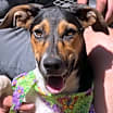 Thumbnail photo of Juno #4