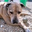 Thumbnail photo of Sampson #2
